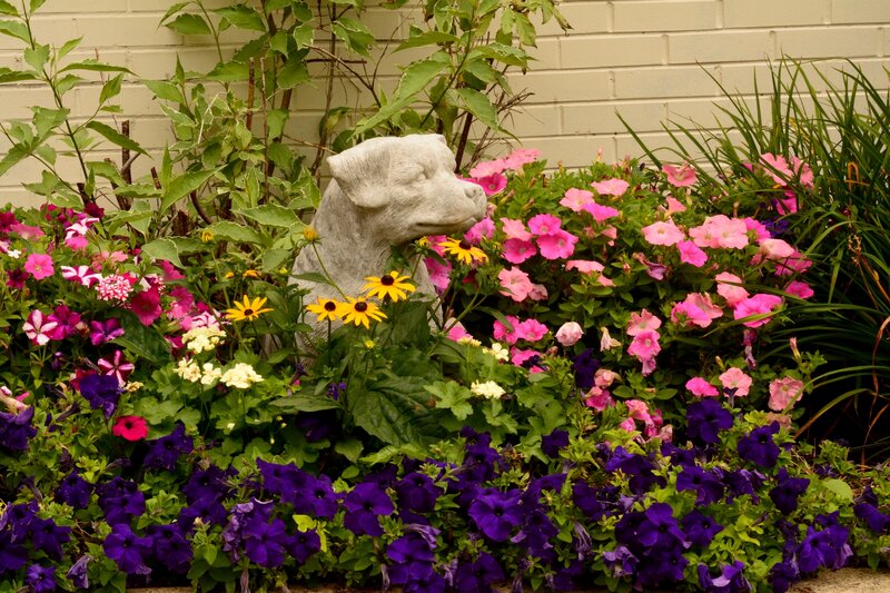 Dog Statue in Garden