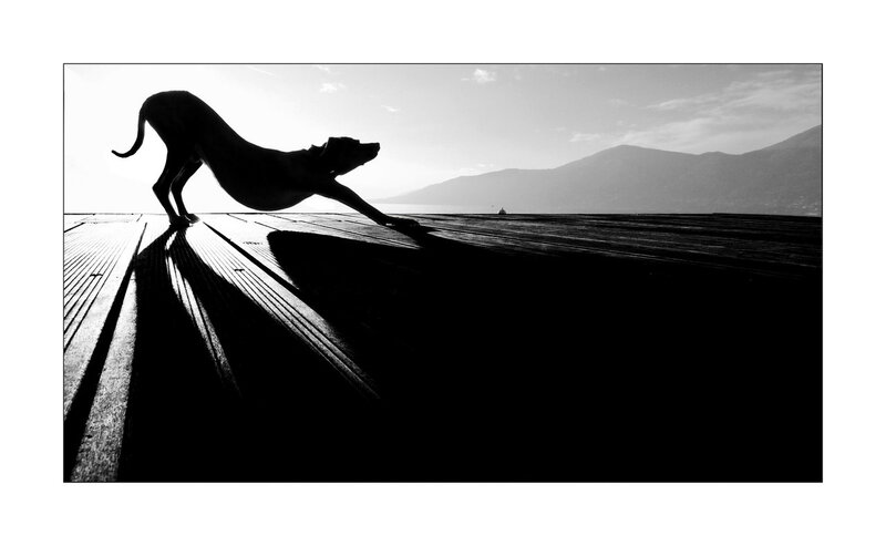 Dog Stretching on Dock