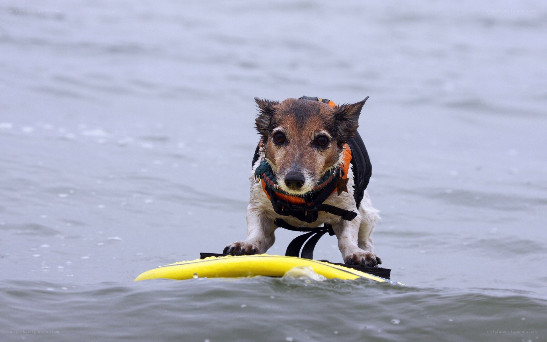 dog surfing on a board
