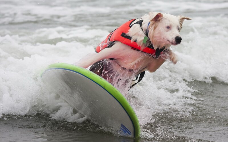 dog surfing on a wave