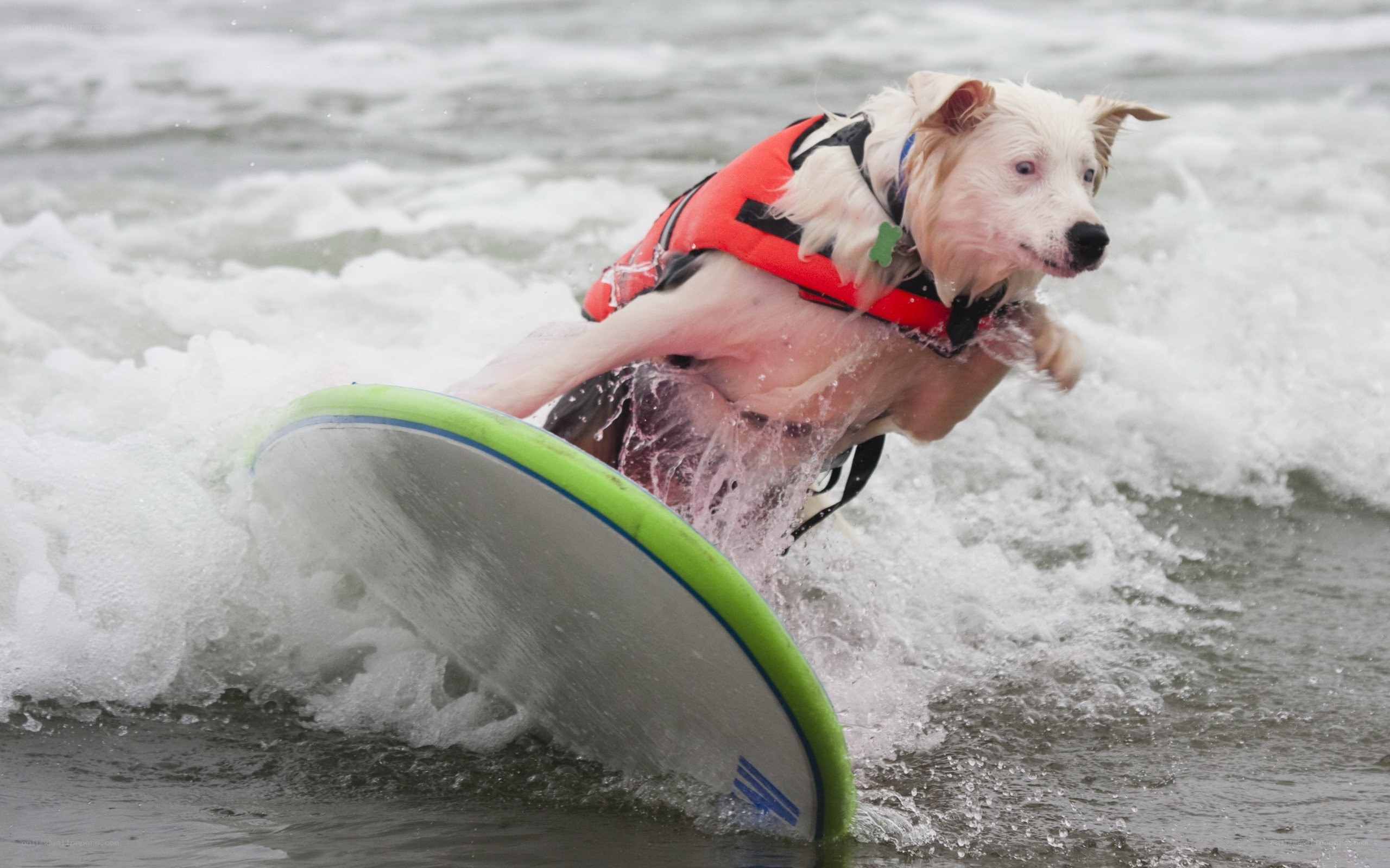 dog surfing on a wave