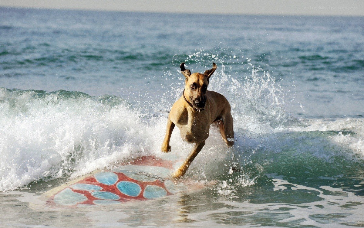 dog surfing on a wave