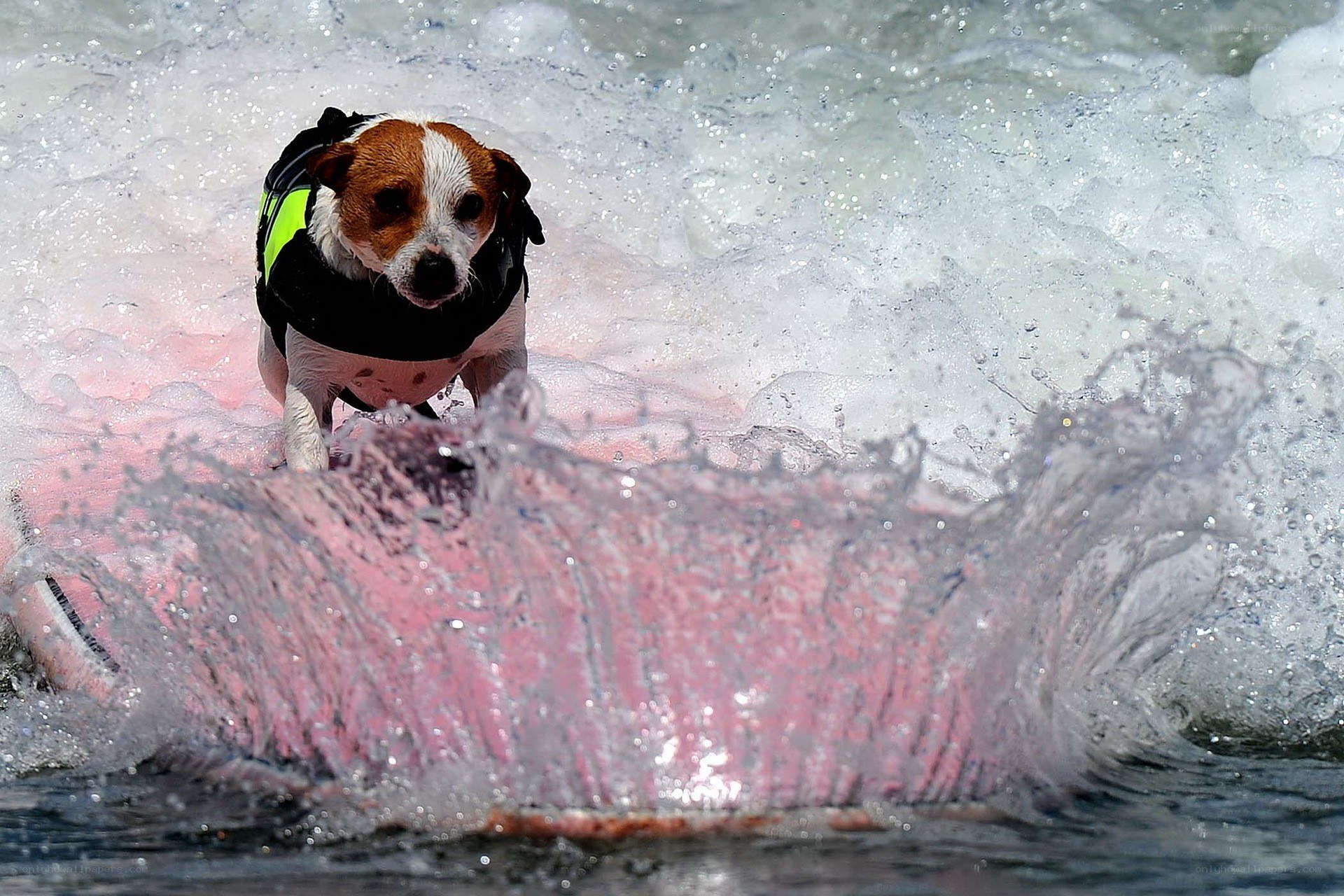 Dog surfing on a wave