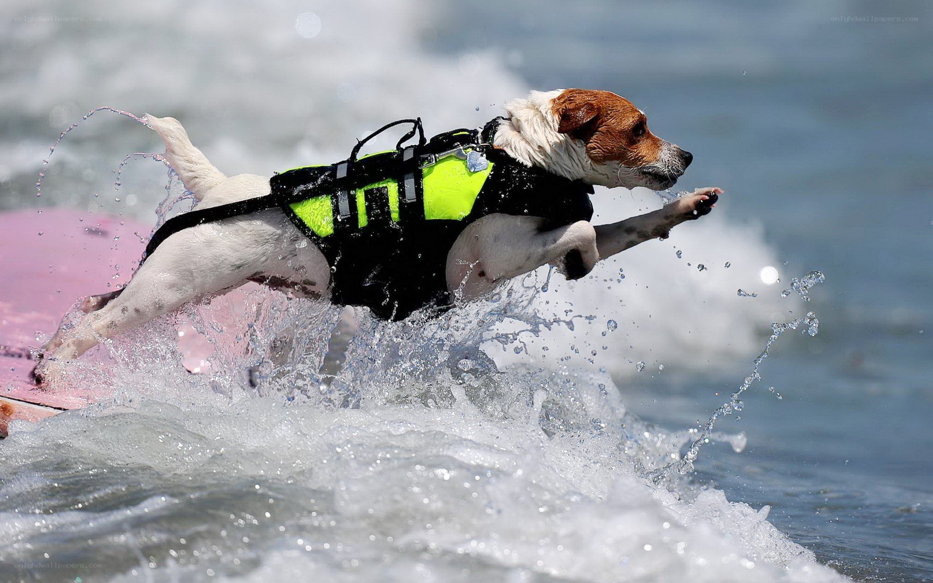 dog surfing on a wave