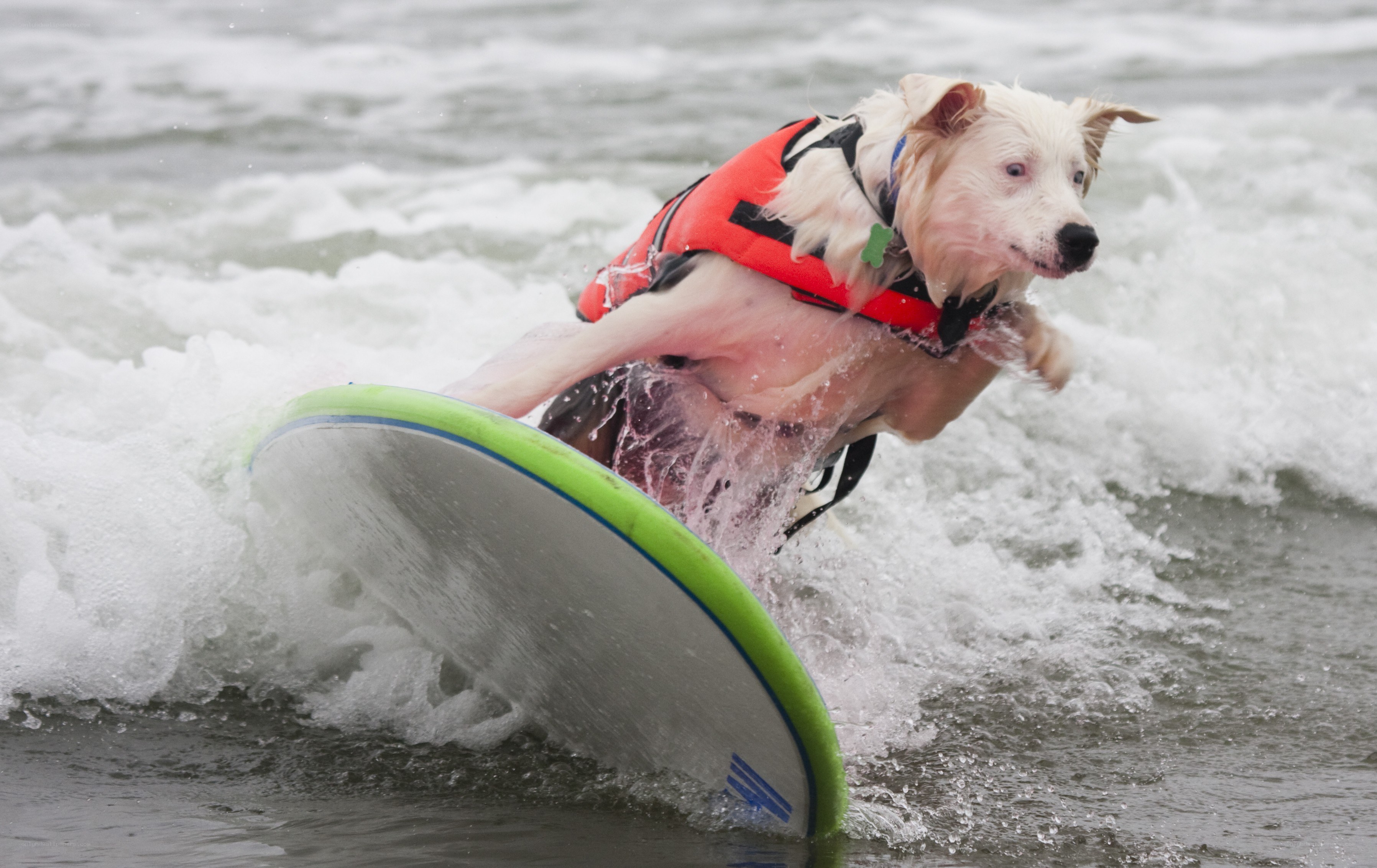 dog surfing on a wave