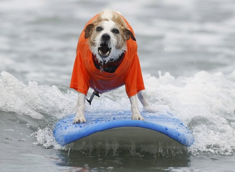 dog surfing on a wave