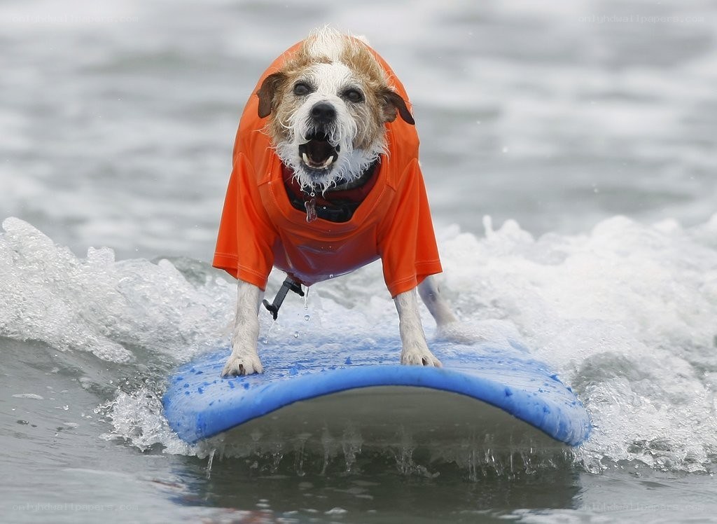 dog surfing on a wave