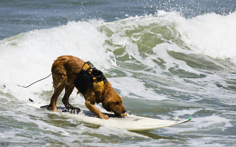dog surfing on a wave