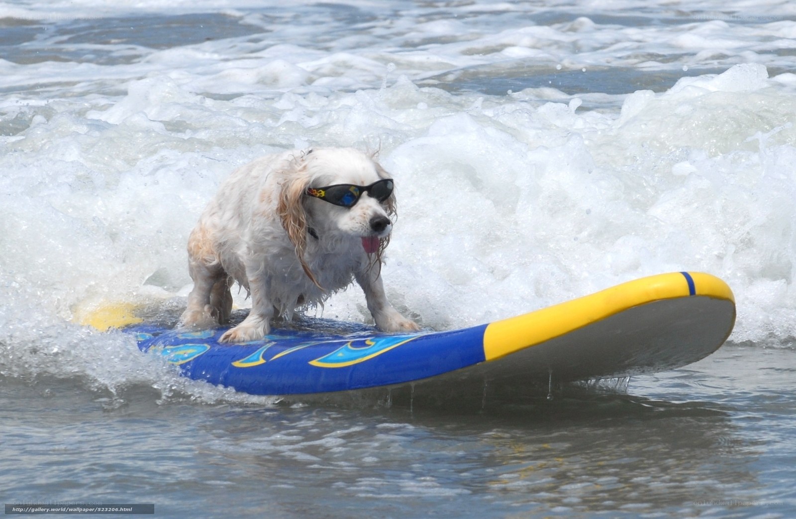 dog surfing on a wave