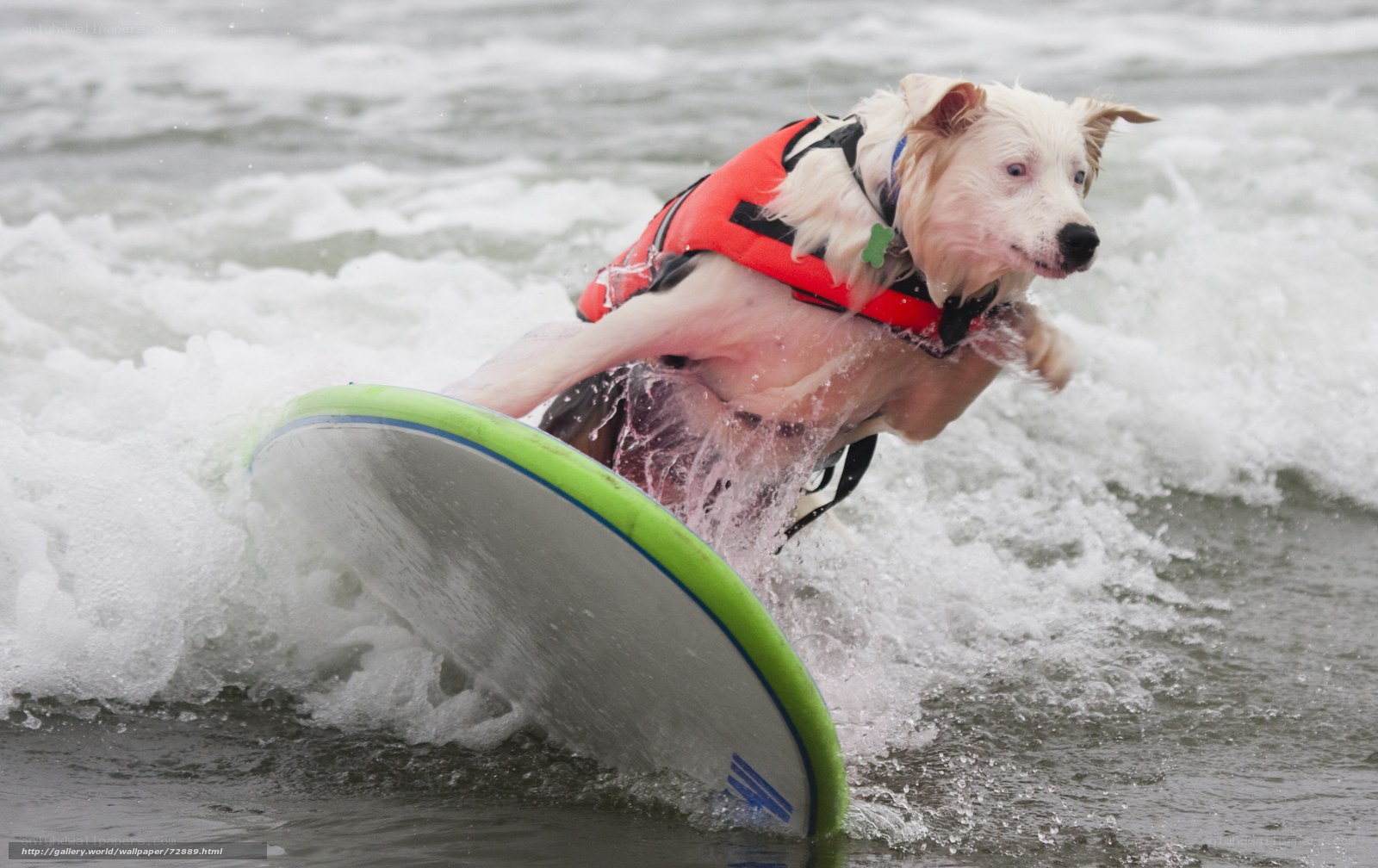 dog surfing on a wave