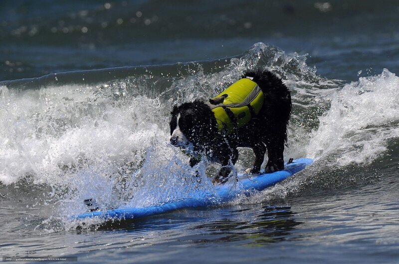 Dog Surfing on Wave — Blue, Active, Afternoon