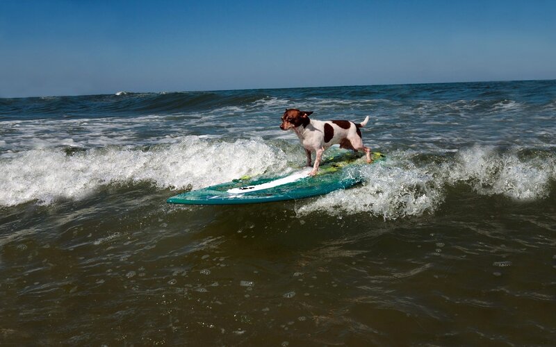Dog Surfing on Wave — Blue, Active
