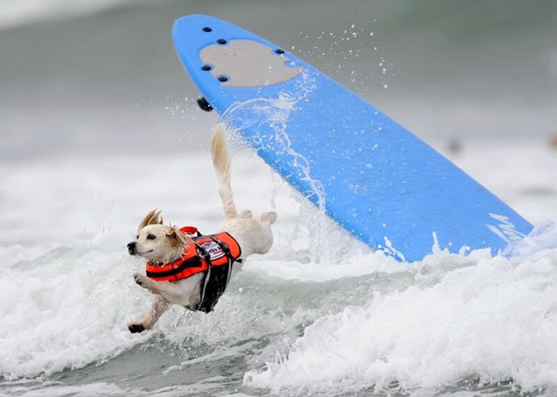 Dog Surfing on Wave — Blue