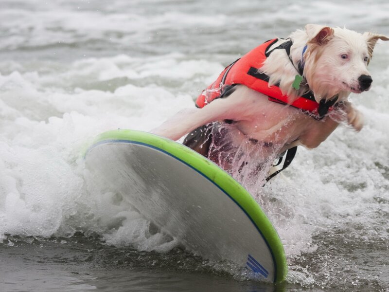 Dog Surfing on Wave — White, Active