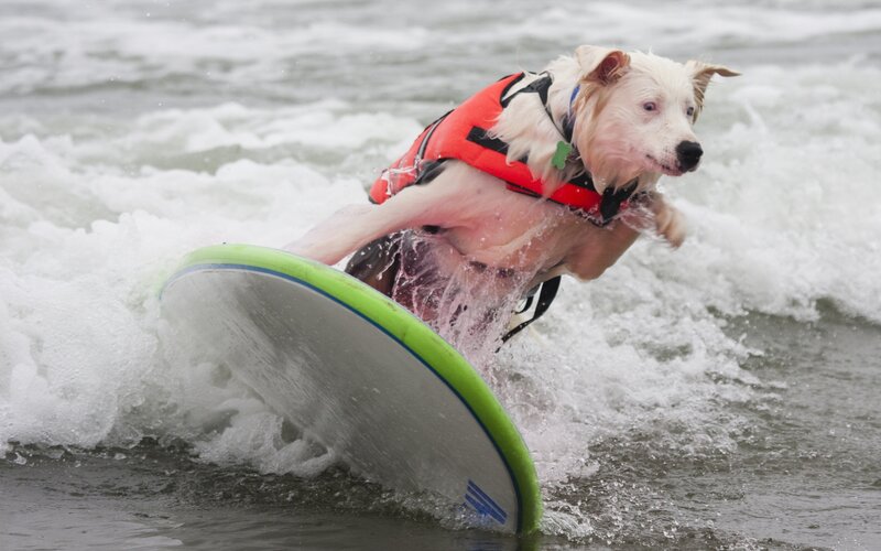 Dog Surfing on Wave — White