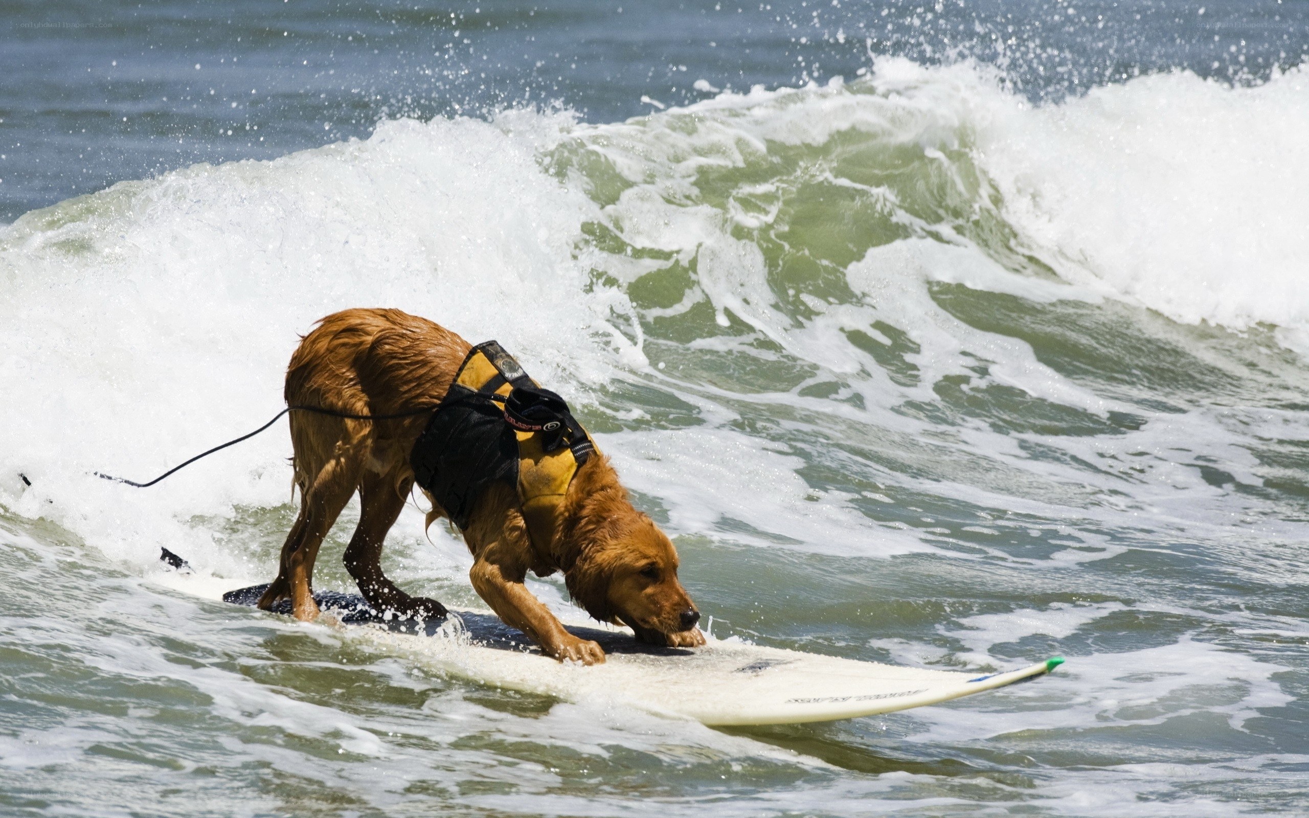 dog surfing on wave