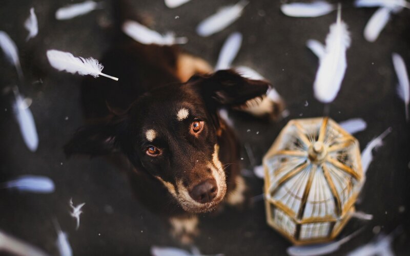 dog surrounded by feathers