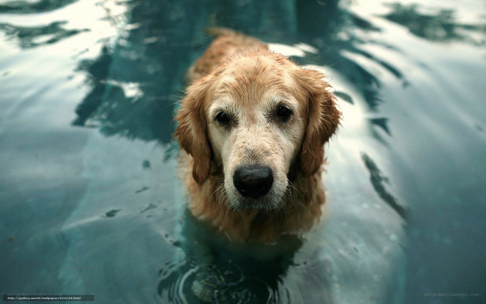 dog swimming in pool