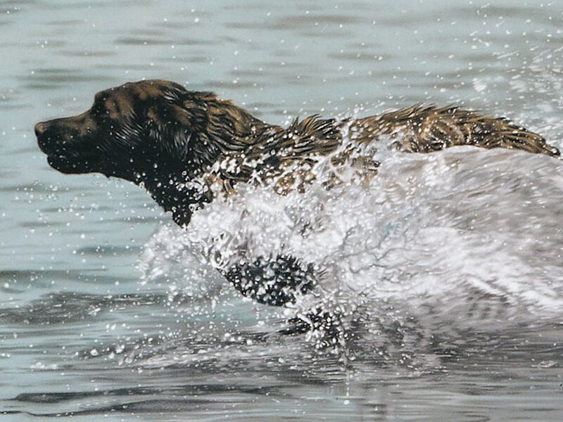 dog swimming in water