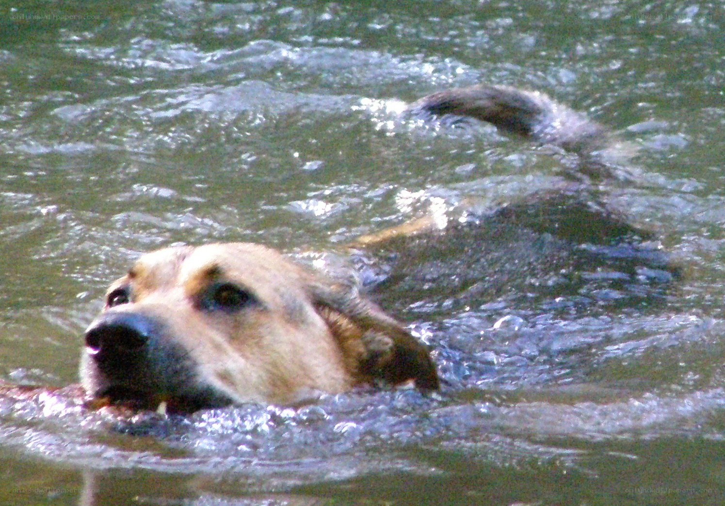 dog swimming in water