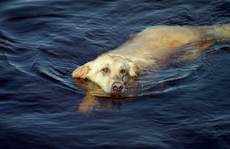 dog swimming in water