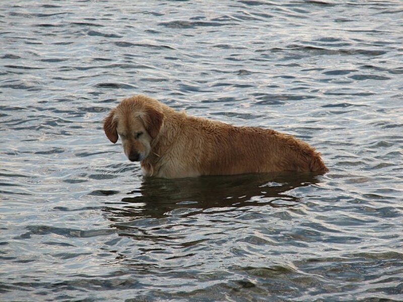 dog swimming in water