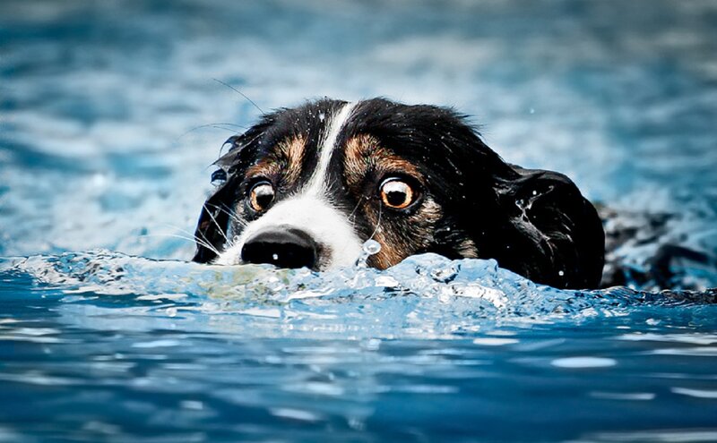 Dog Swimming in Water — Blue