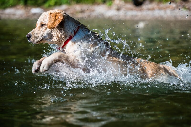 Dog Swimming in Water — Brown, Active, Afternoon