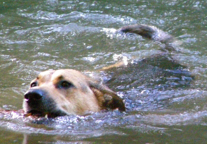 Dog Swimming in Water — Brown, Active, Photograph