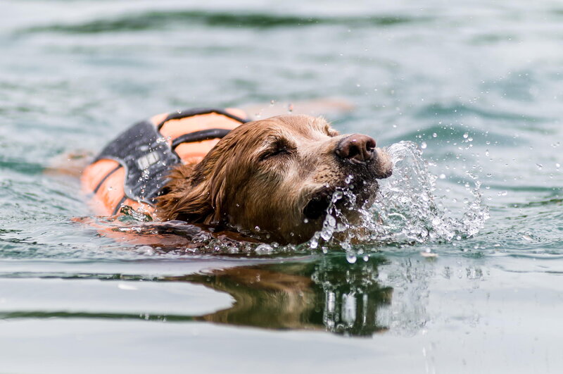Dog Swimming in Water — Brown, Active