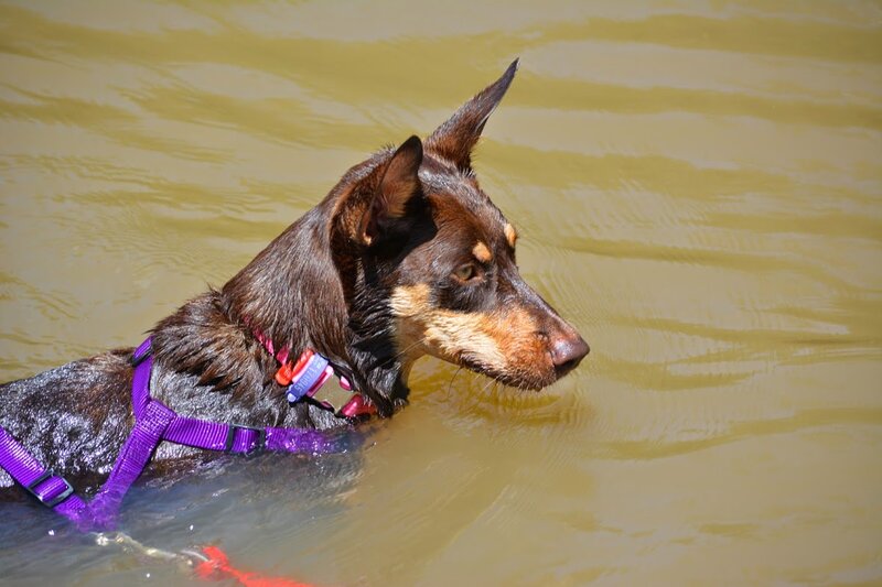 Dog Swimming in Water — Brown, Calm
