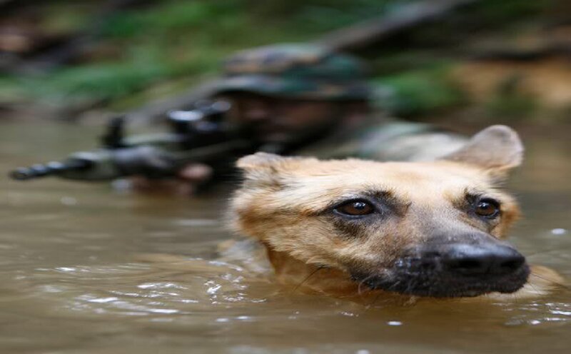 Dog Swimming in Water — Brown