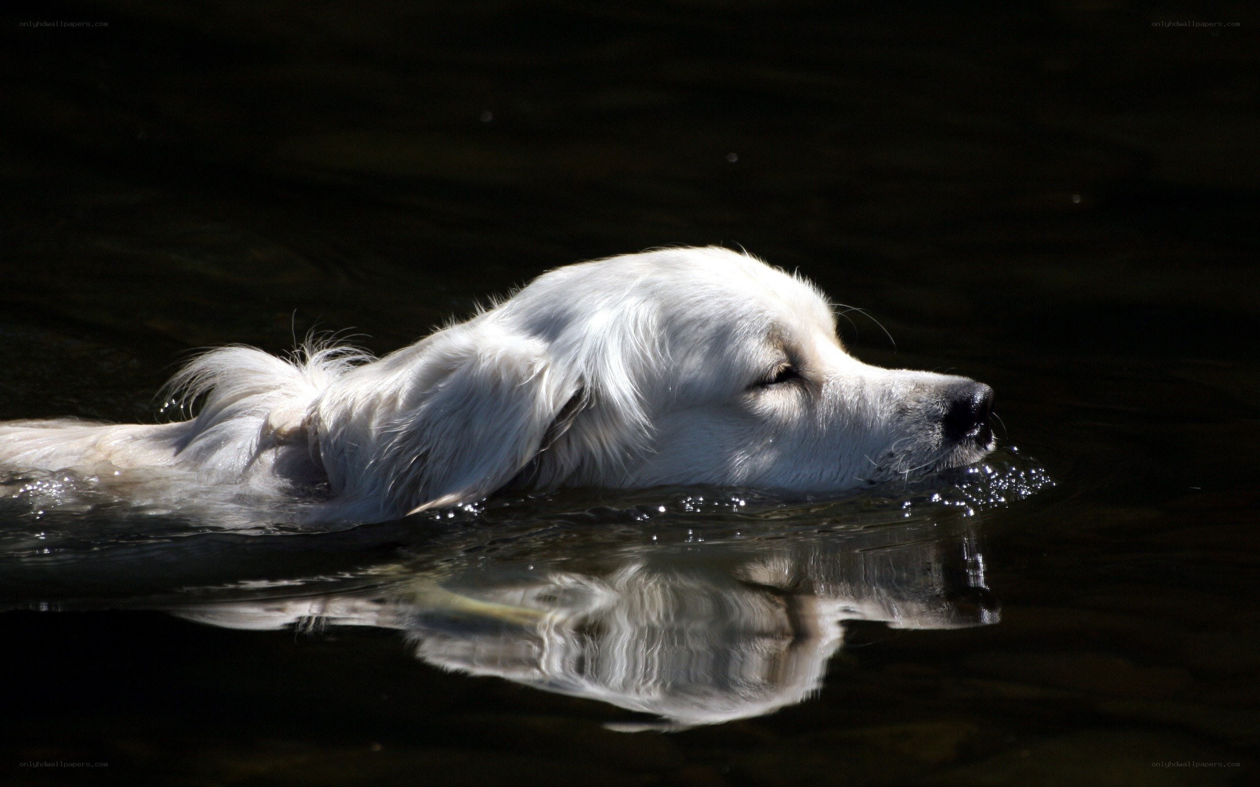 dog swimming in water