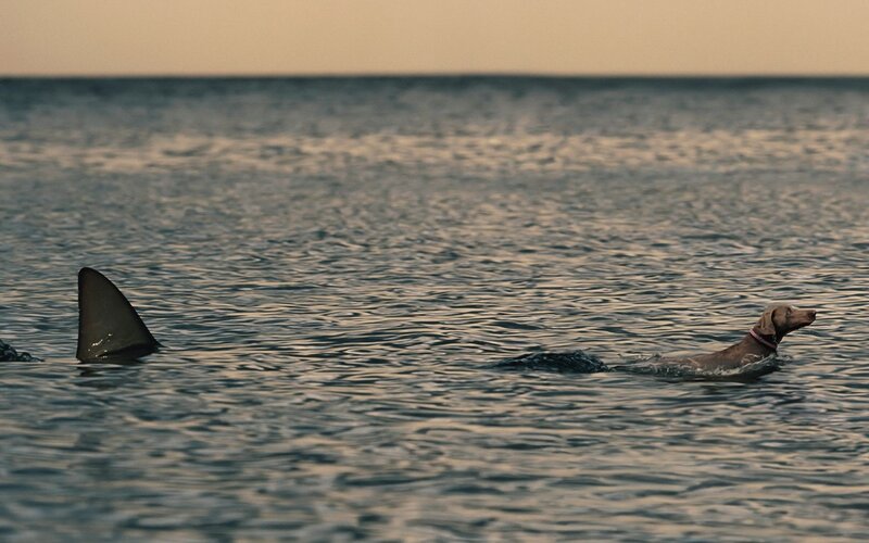 Dog swimming near shark fin