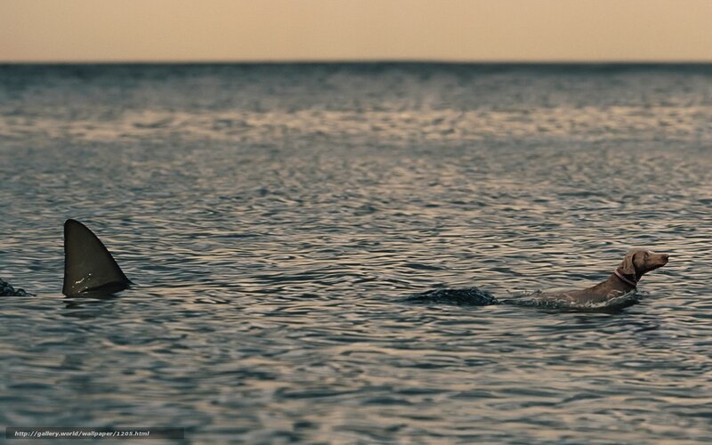 dog swimming near shark fin