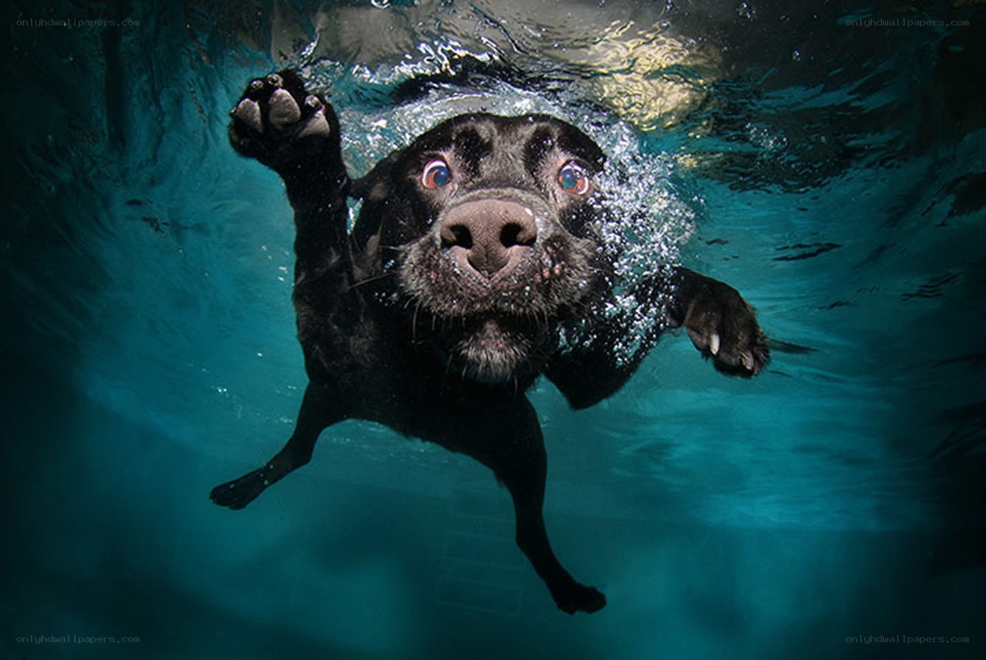 dog swimming underwater
