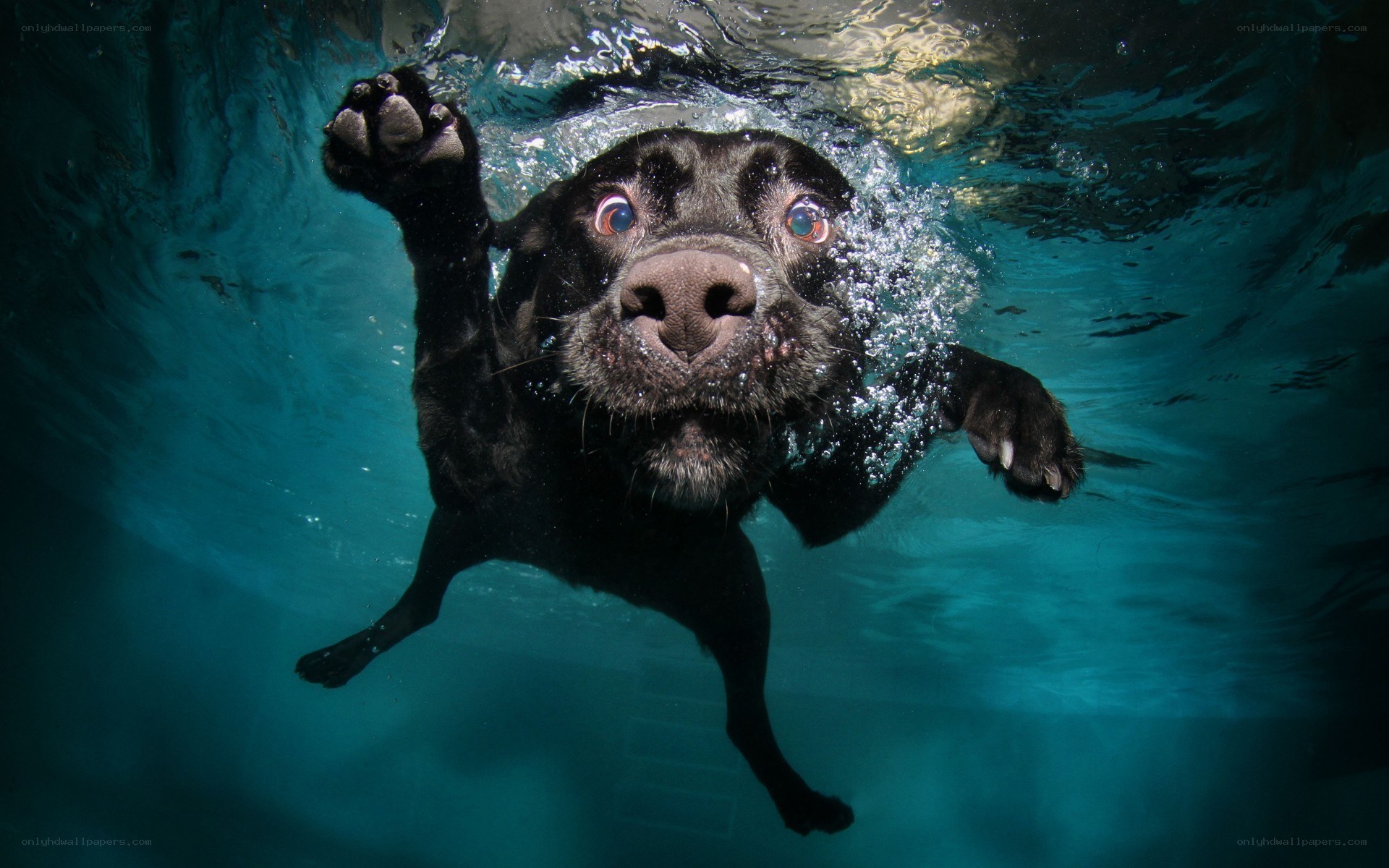 dog swimming underwater