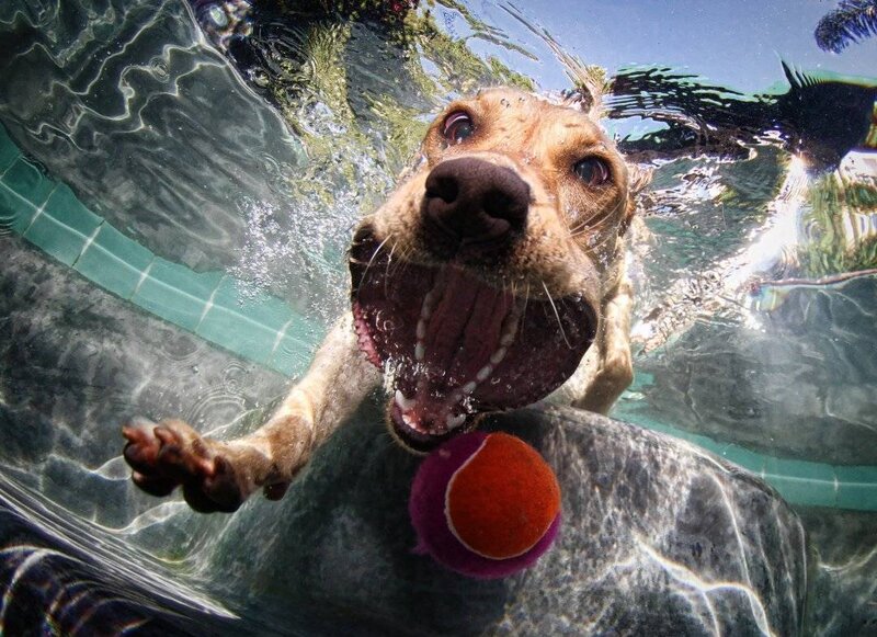 Dog Swimming Underwater — Blue, Playful