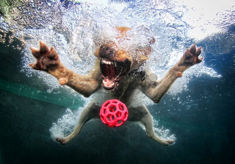 Dog Swimming Underwater — Blue