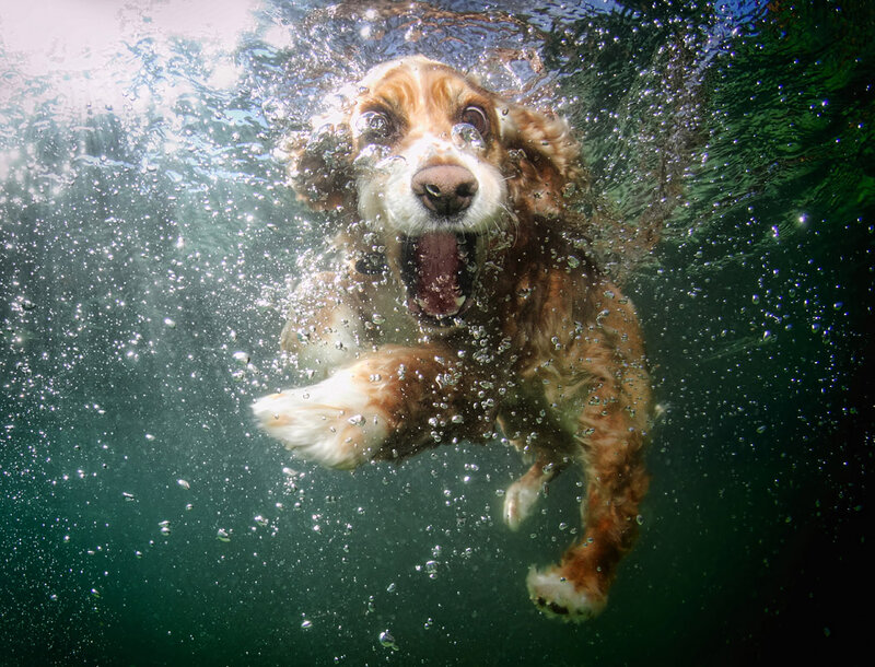 Dog Swimming Underwater — Brown
