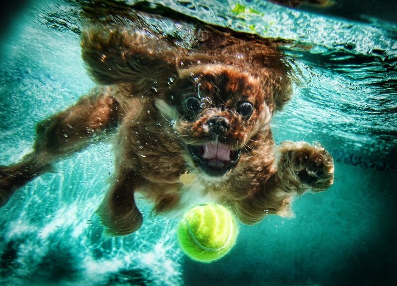 Dog Swimming Underwater — Green