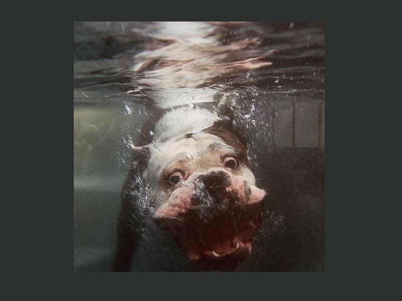 Dog Swimming Underwater — White