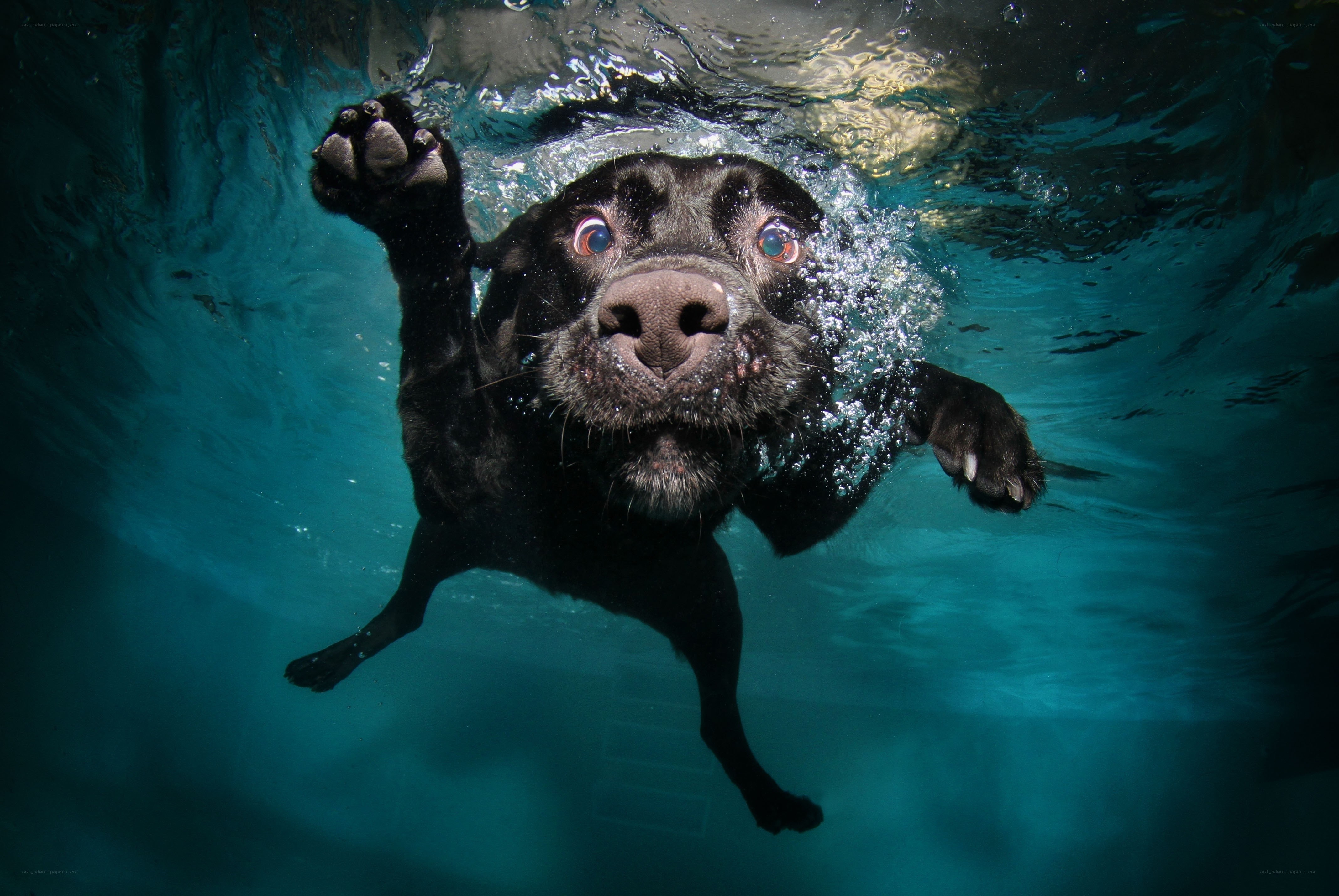 dog swimming underwater