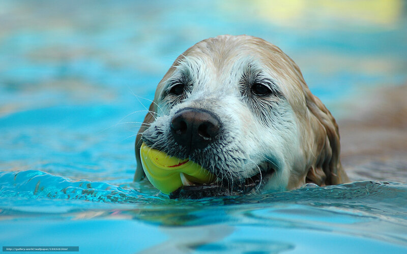dog swimming with ball