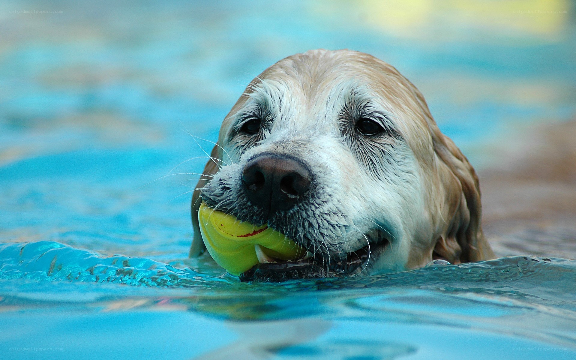 dog swimming with ball