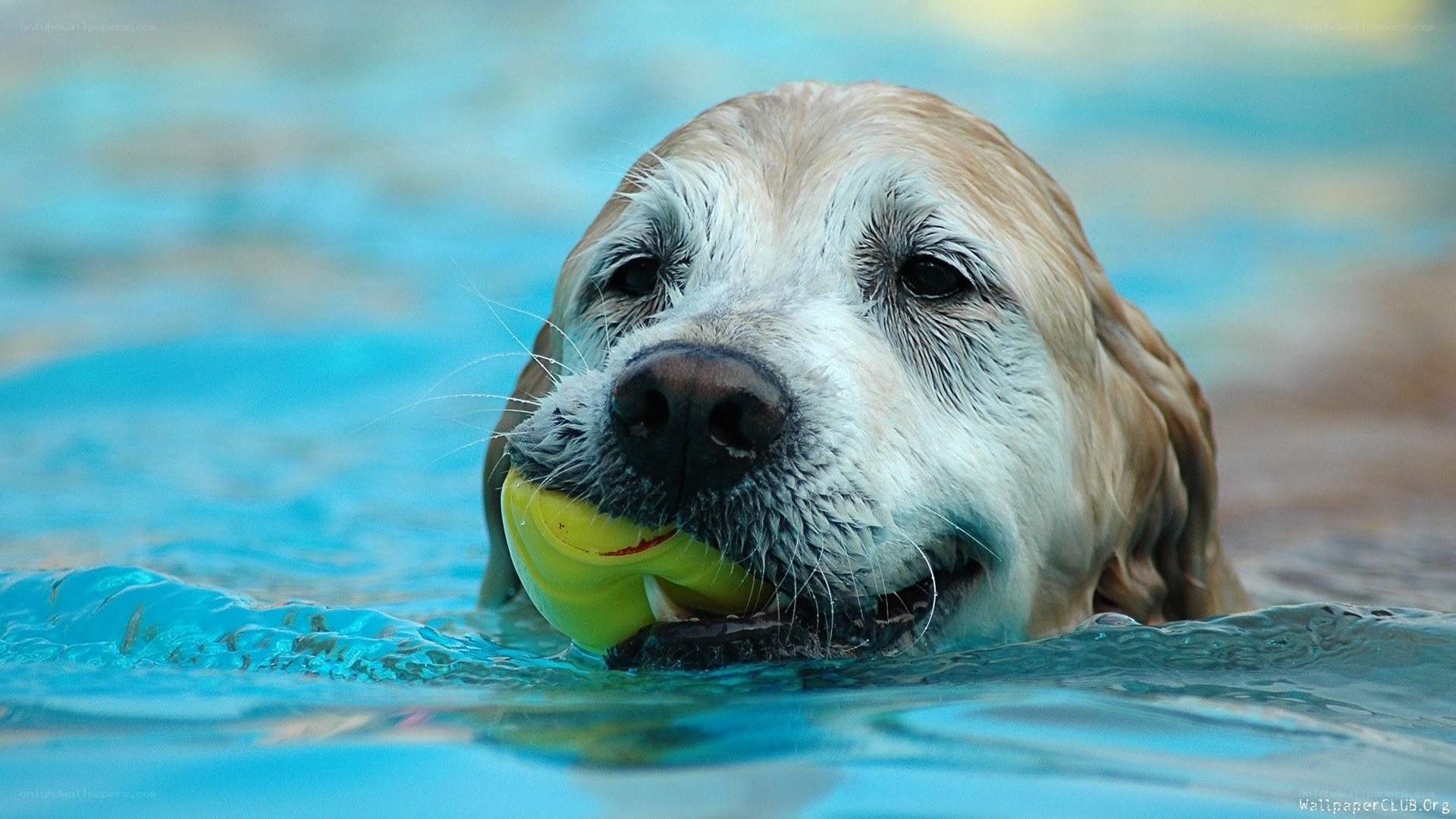 dog swimming with ball