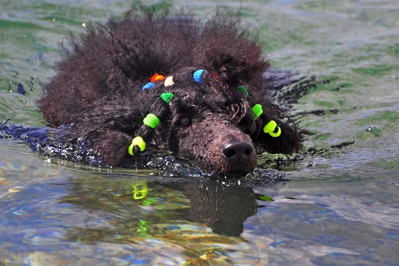 dog swimming with hair clips