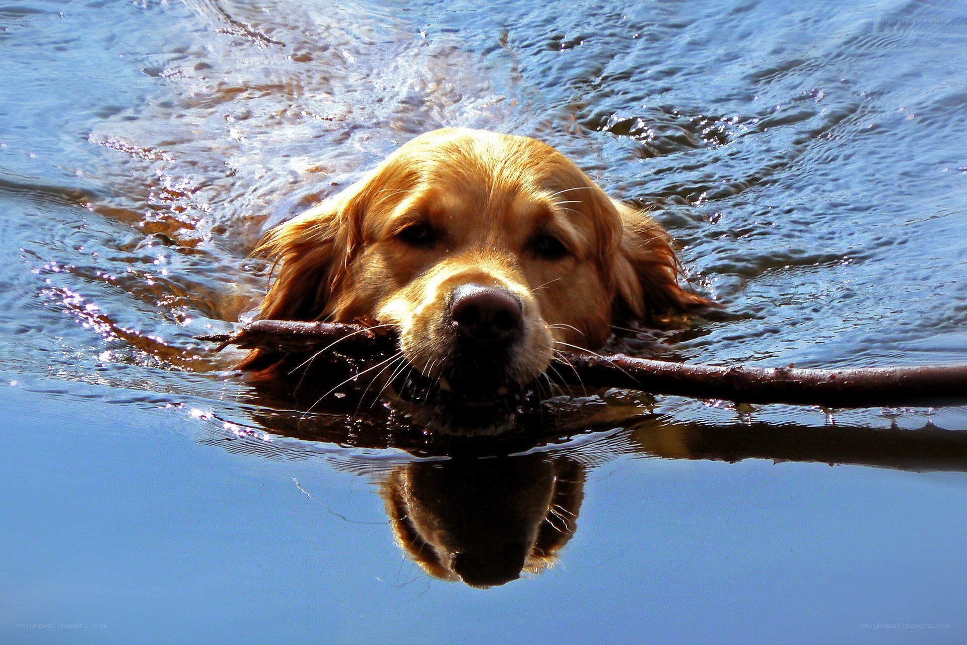 dog swimming with stick