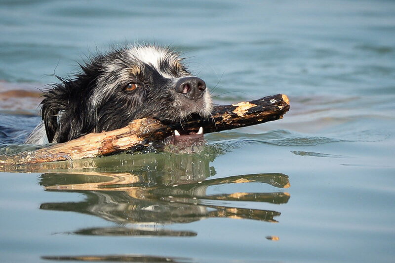 Dog Swimming with Stick — Blue