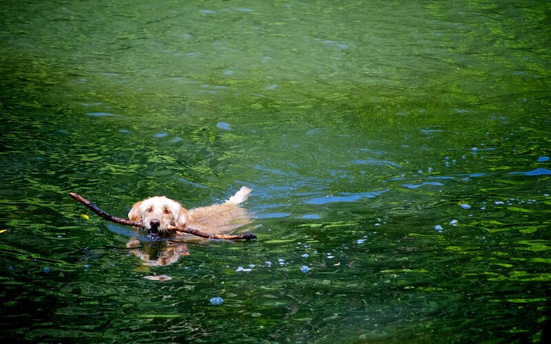 Dog Swimming with Stick — Green